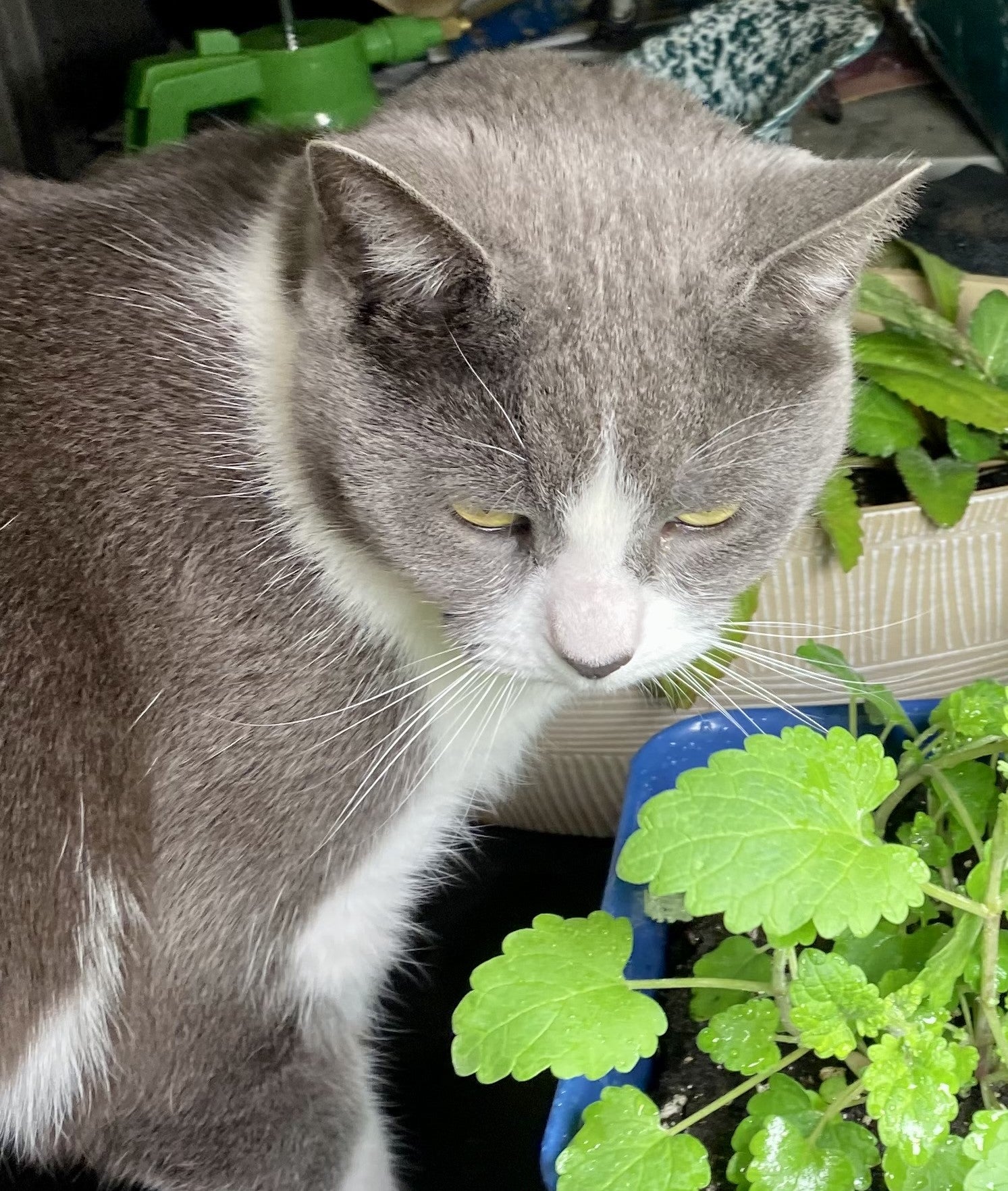 CATNIP Bundle: (2) WAVE Give+Grow BOWS with 3 feet of Plantable CATNIP seed tape with Paw Print Ribbon, To/From Tags