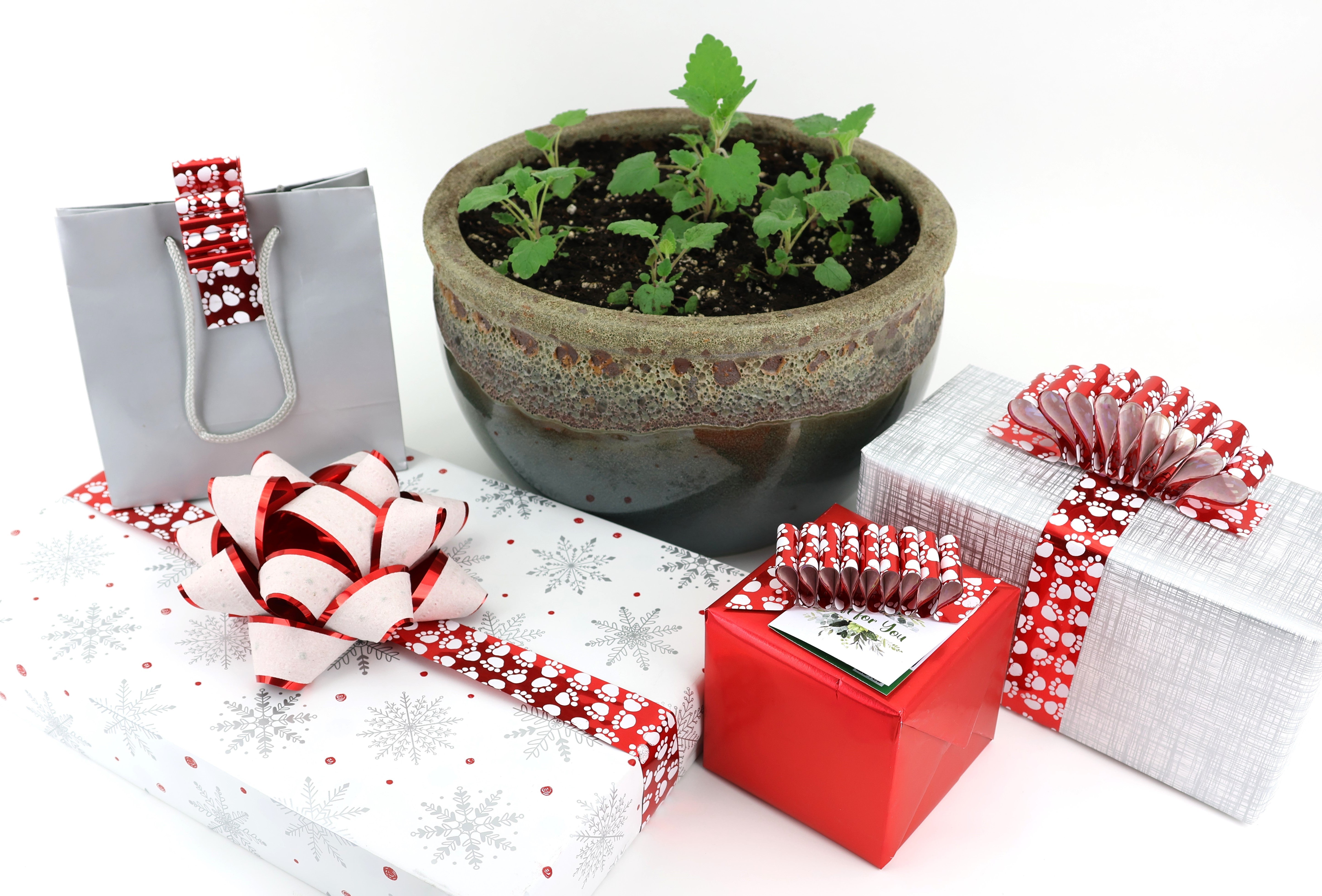 CATNIP Bundle: (2) STAR Give+Grow BOWS with 8 feet of Plantable CATNIP seed tape with Paw Print Ribbon, To/From Tags