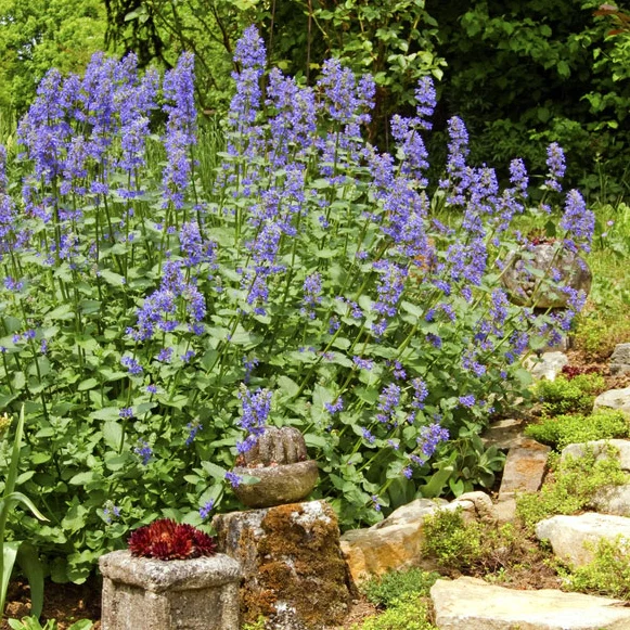 CATNIP Bundle: (3) RIPPLES mini Give+Grow BOWS with 2 feet of Plantable CATNIP seed tape with Paw Print Ribbon, To/From Tags