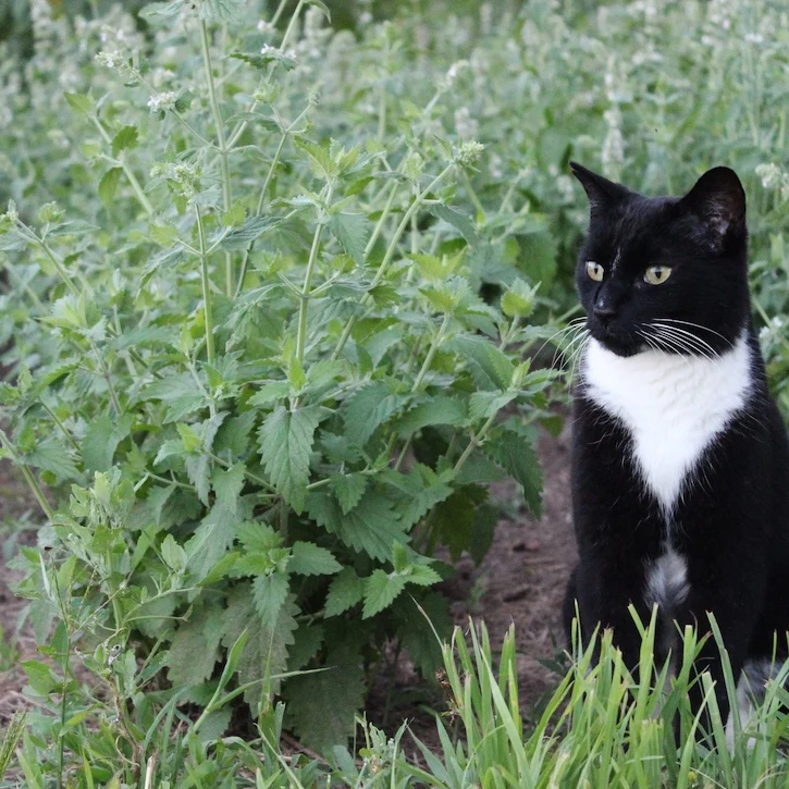 CATNIP Bundle: (2) WAVE Give+Grow BOWS with 3 feet of Plantable CATNIP seed tape with Paw Print Ribbon, To/From Tags